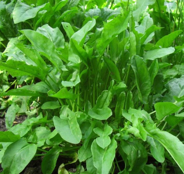 Dandelion leaves