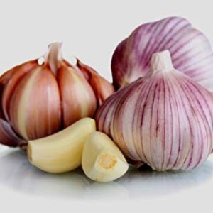 Garlic (Allium sativum)