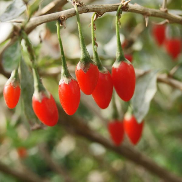 Goji powder