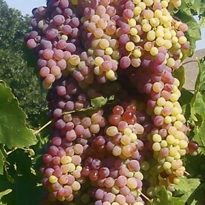 Concord grapes (Vitis labrusca)