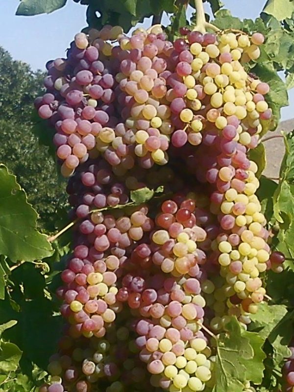 Concord grapes (Vitis labrusca)