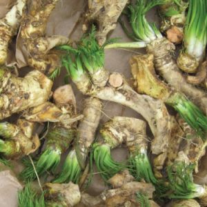 Horseradish root