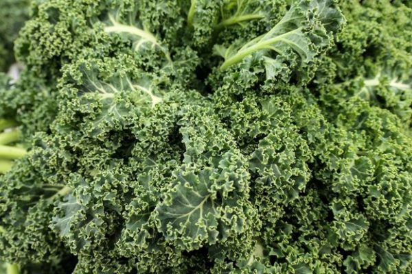 Kale