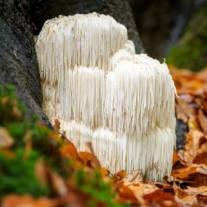 Lion’s Mane mushroom