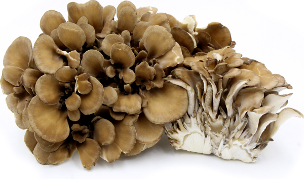 Maitake mushroom