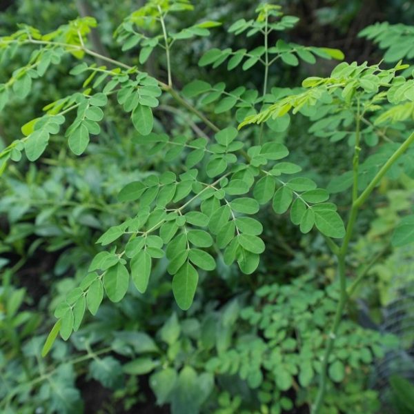 Moringa leaf