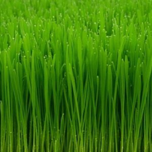 Oat grass (Avena sativa L)