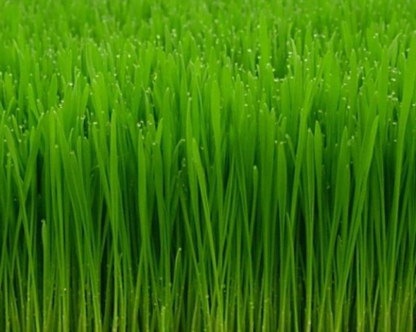 Oat grass (Avena sativa L)