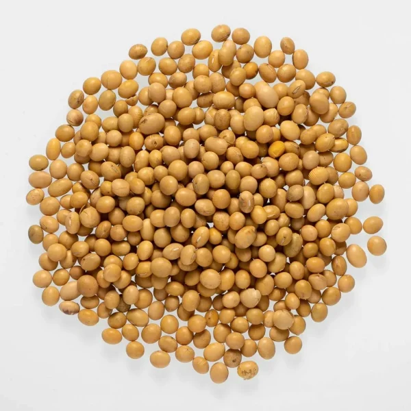 Pea protein powder