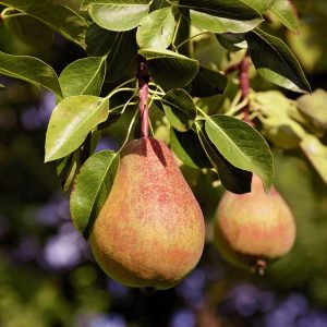 Pears