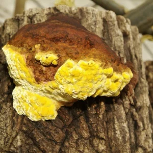 Phellinus linteus (Mesima)