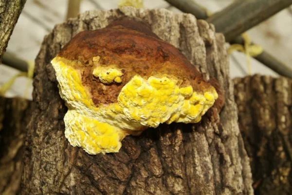 Phellinus linteus (Mesima)