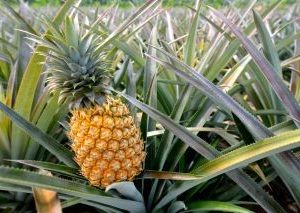 Pineapple