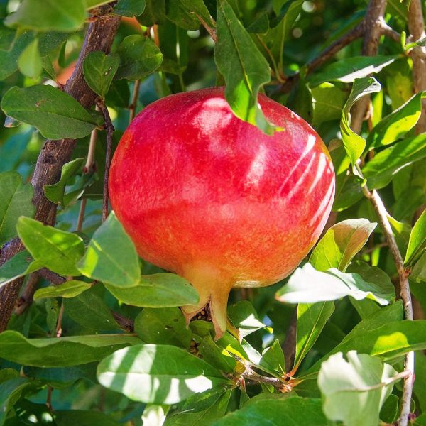 Pomegranate