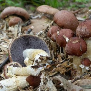 Agaricus Blazei murill