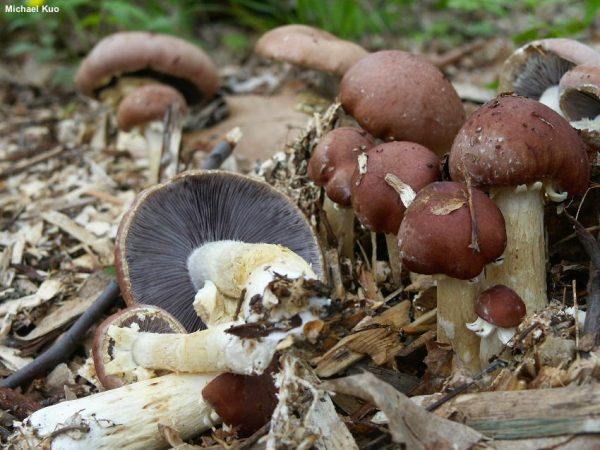 Agaricus Blazei murill
