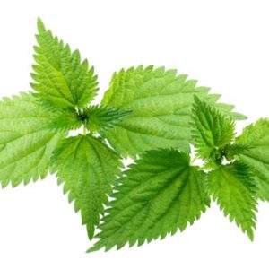 Stinging nettle