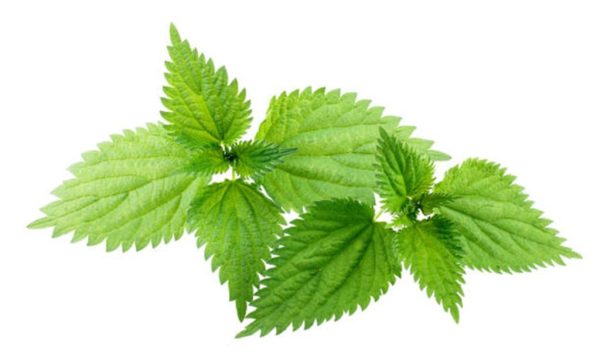 Stinging nettle