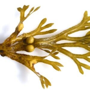 Bladderwrack