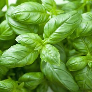 Basil leaf