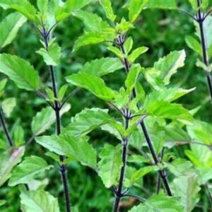 Holy Basil
