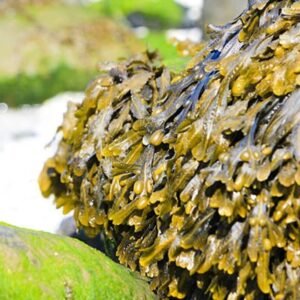 Irish moss