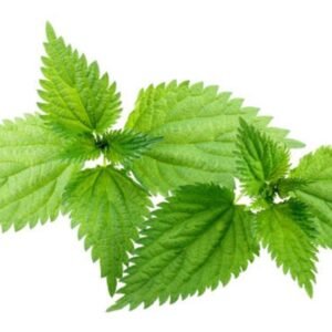 Nettle leaf