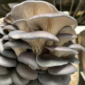 Oyster mushroom