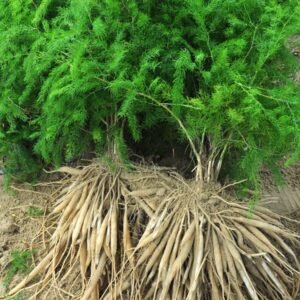 Shatavari root