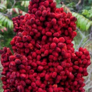 Somac berry