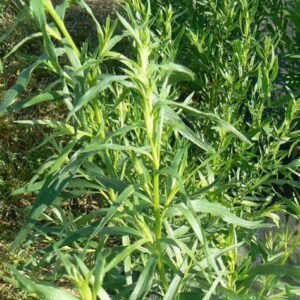 Tarragon Herb