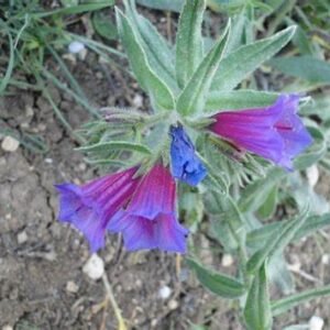 Borage